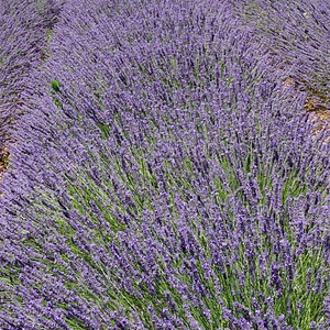 lavandin-aromateraphy-lavendar-essentials-oil-aromaterapi-bisnespc-essential-oils-sampingan-relaxing-spa
