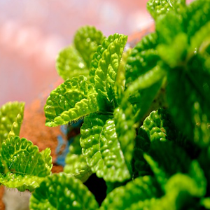 peppermint-aromateraphy-lavendar-essentials-oil-aromaterapi-bisnespc-essential-oils-sampingan-relaxing-spa